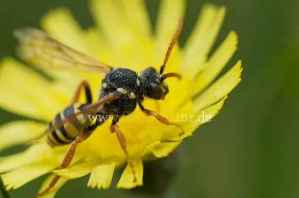 Fokus-Natur Bild