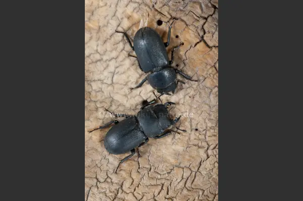 Fokus-Natur Bild