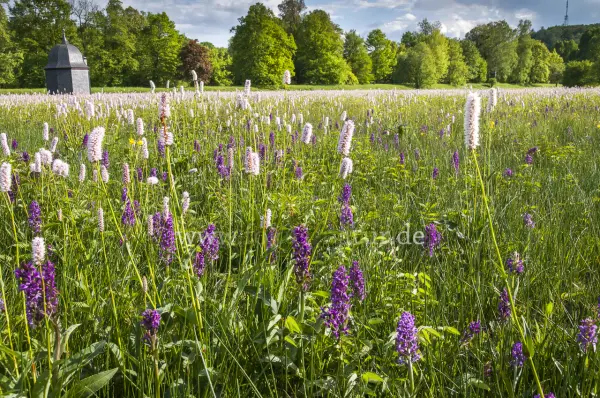 Fokus-Natur Bild