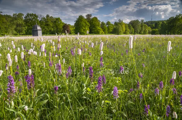 Fokus-Natur Bild