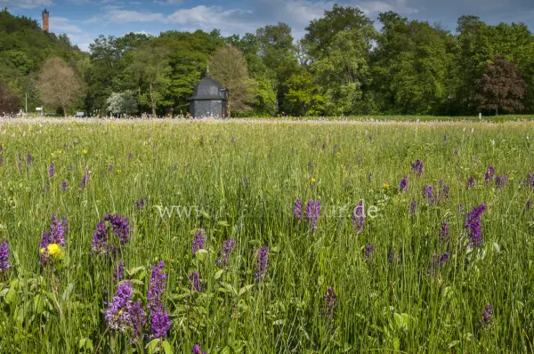 Fokus-Natur Bild