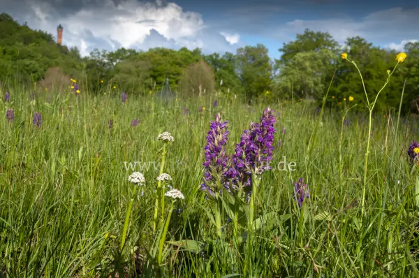 Fokus-Natur Bild