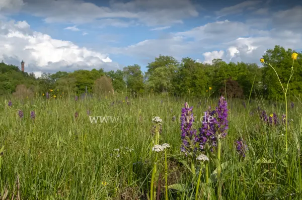 Fokus-Natur Bild