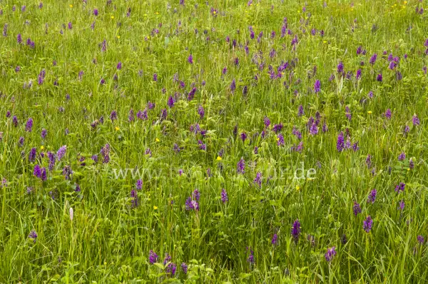 Fokus-Natur Bild
