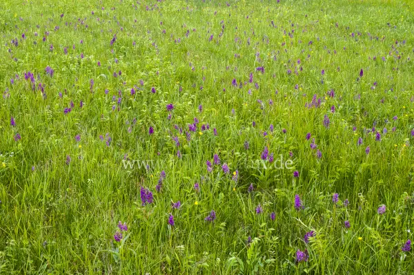 Fokus-Natur Bild