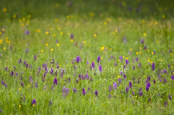Fokus-Natur Bild