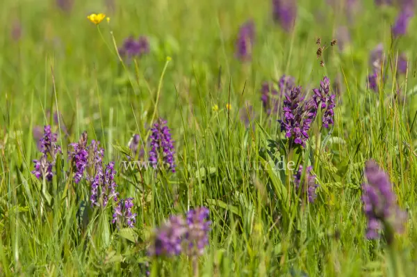 Fokus-Natur Bild