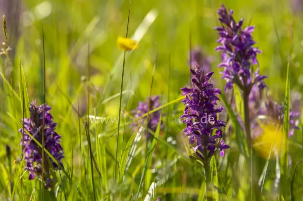 Fokus-Natur Bild