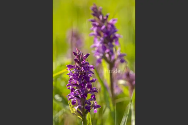 Fokus-Natur Bild