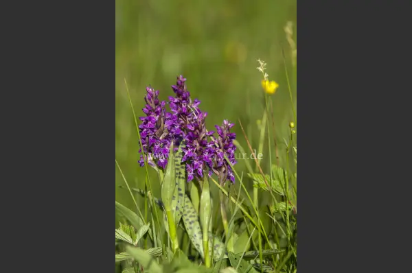 Fokus-Natur Bild