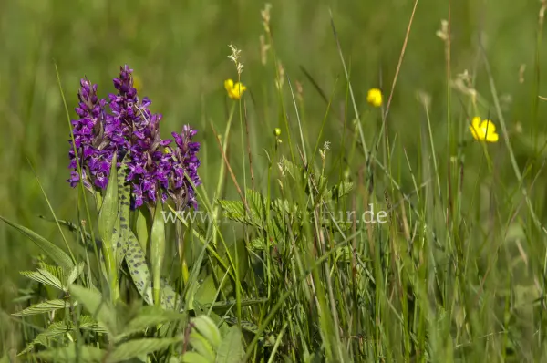 Fokus-Natur Bild