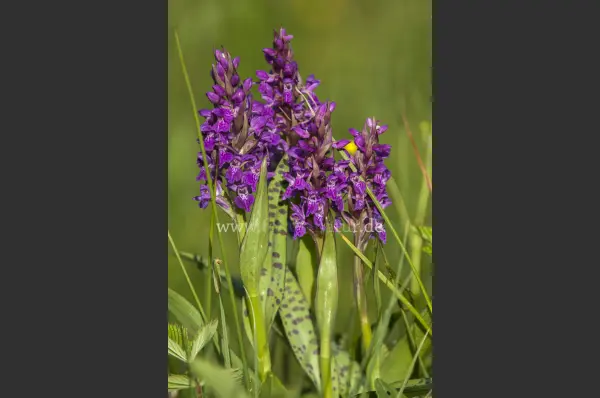 Fokus-Natur Bild