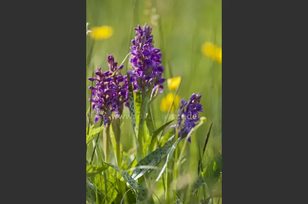 Fokus-Natur Bild