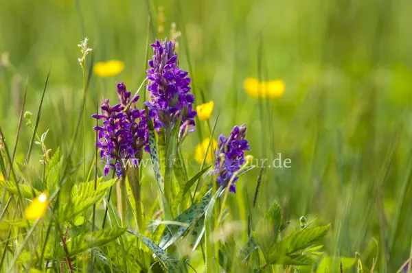 Fokus-Natur Bild