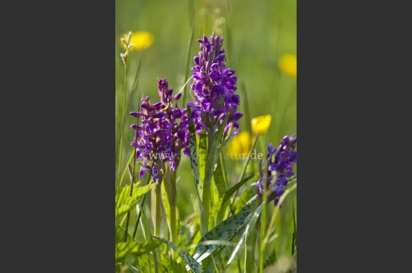 Fokus-Natur Bild