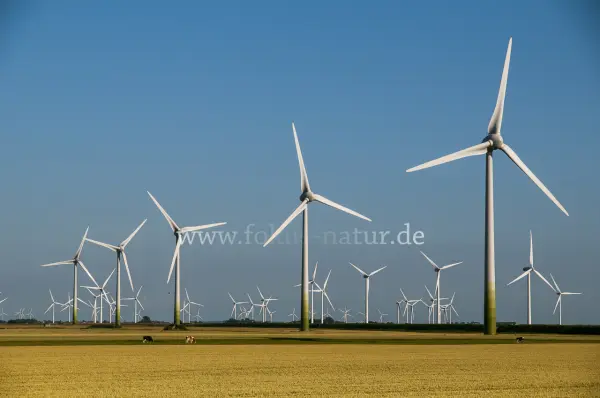 Fokus-Natur Bild