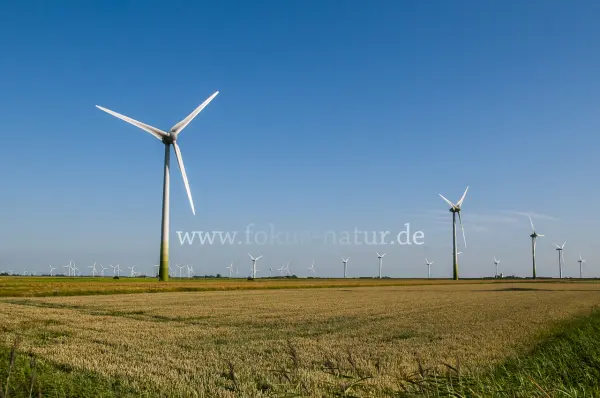 Fokus-Natur Bild