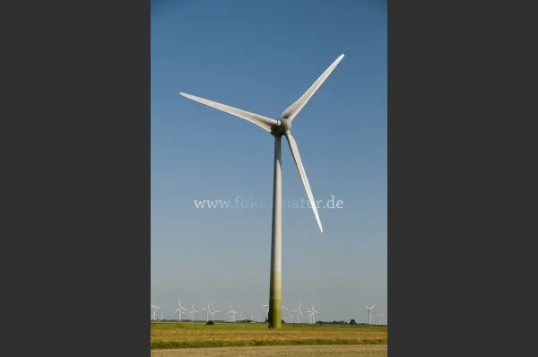 Fokus-Natur Bild