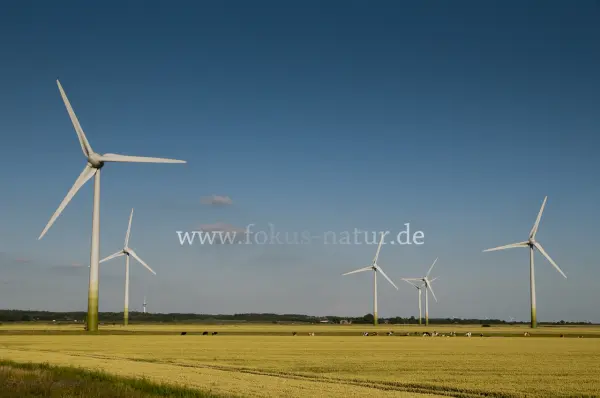 Fokus-Natur Bild