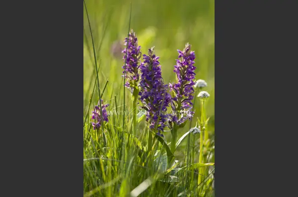 Fokus-Natur Bild