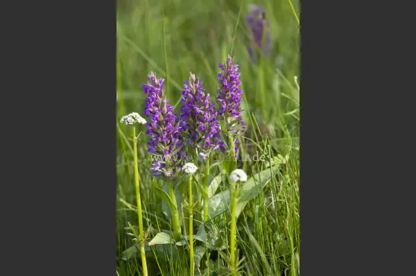 Fokus-Natur Bild