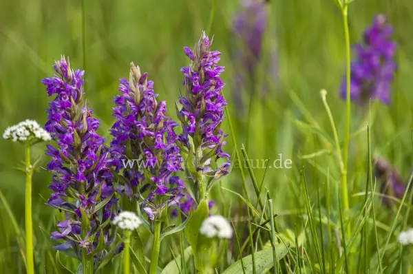 Fokus-Natur Bild