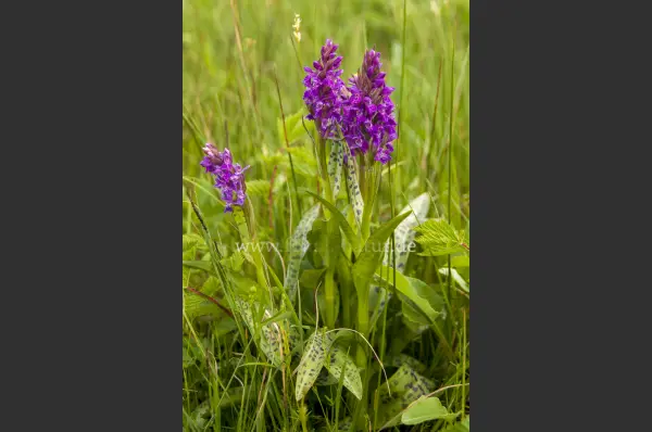 Fokus-Natur Bild