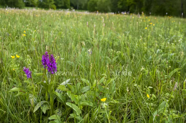 Fokus-Natur Bild