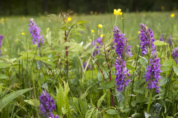Fokus-Natur Bild