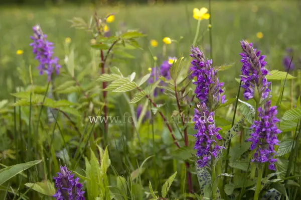 Fokus-Natur Bild