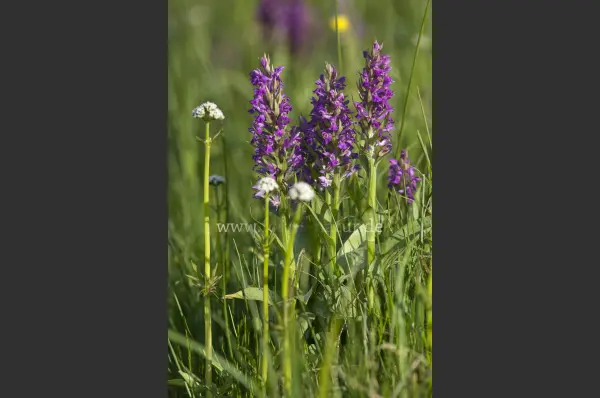 Fokus-Natur Bild