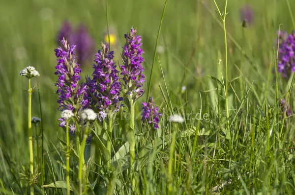 Fokus-Natur Bild