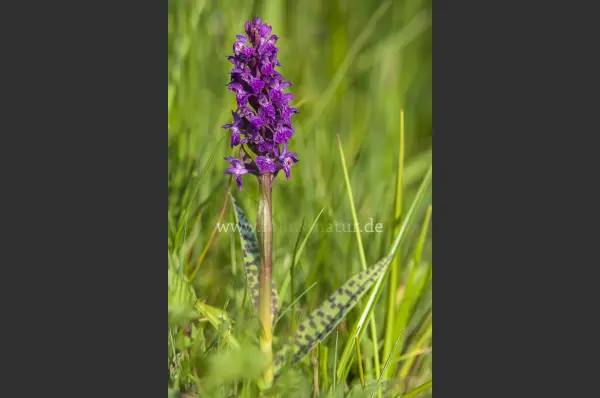 Fokus-Natur Bild