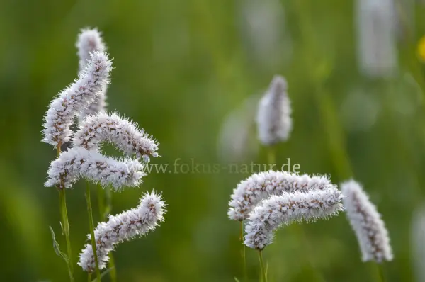 Fokus-Natur Bild