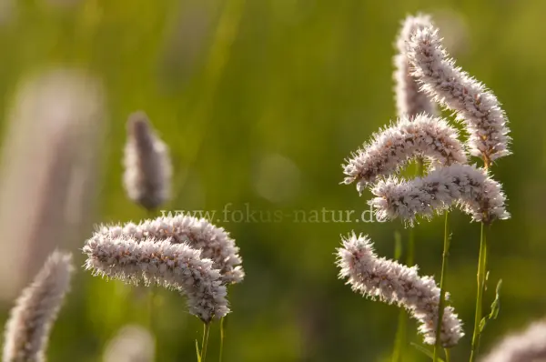 Fokus-Natur Bild