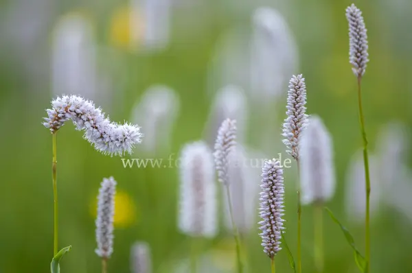 Fokus-Natur Bild
