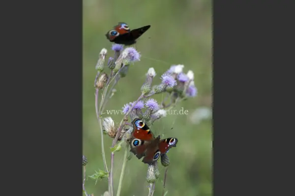 Fokus-Natur Bild