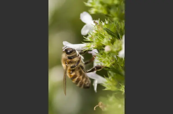 Fokus-Natur Bild