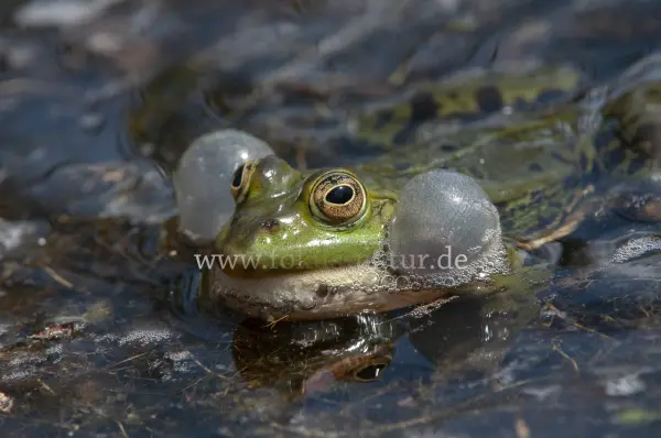 Fokus-Natur Bild