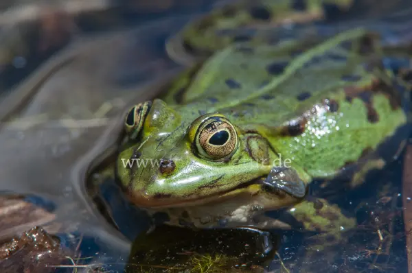 Fokus-Natur Bild