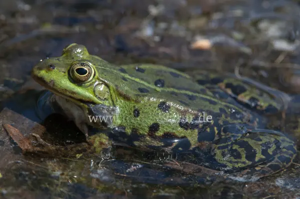 Fokus-Natur Bild