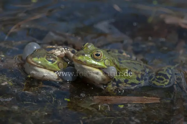 Fokus-Natur Bild