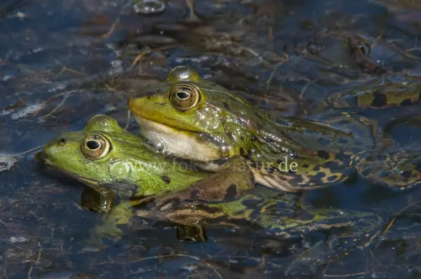 Fokus-Natur Bild