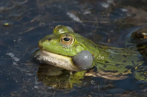 Fokus-Natur Bild