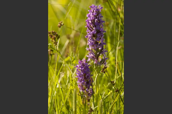 Fokus-Natur Bild