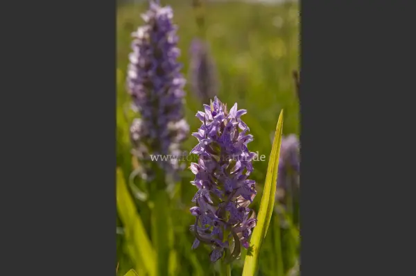 Fokus-Natur Bild