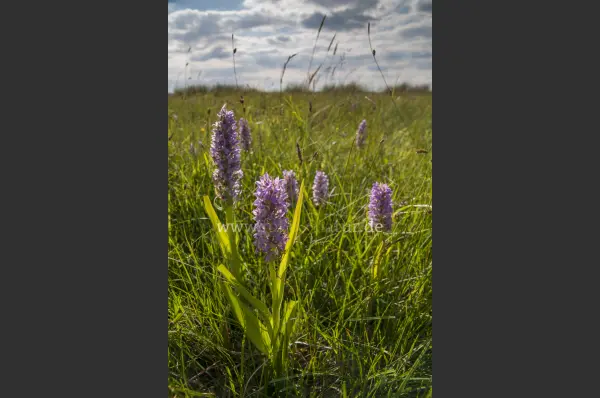 Fokus-Natur Bild