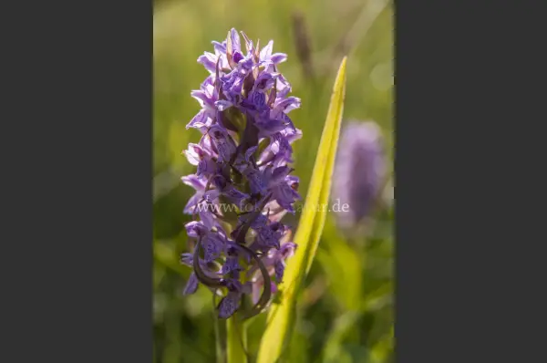 Fokus-Natur Bild