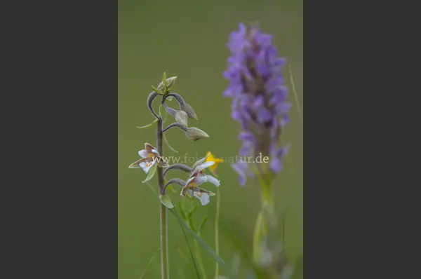 Fokus-Natur Bild