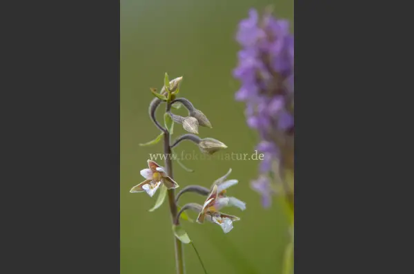 Fokus-Natur Bild